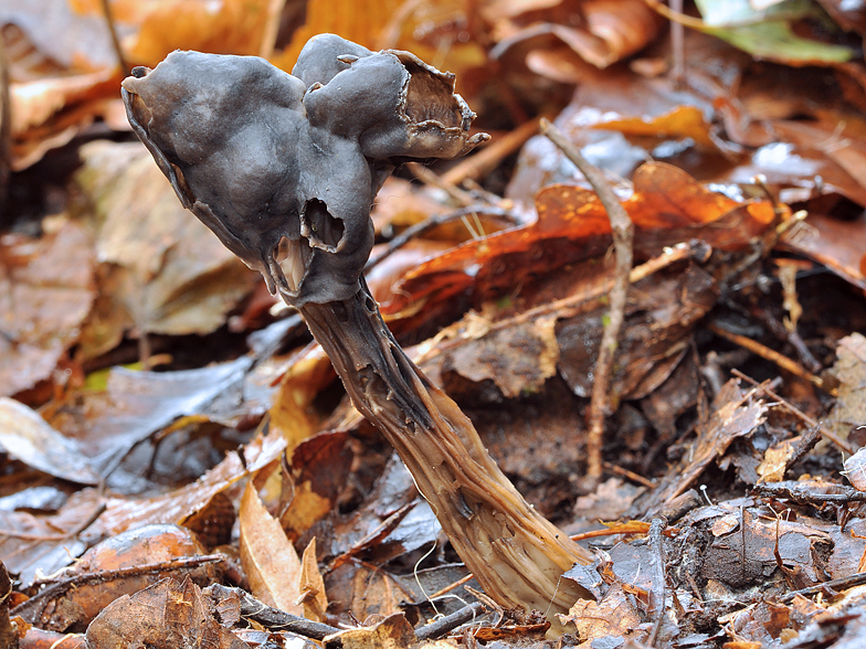 Helvella sulcata