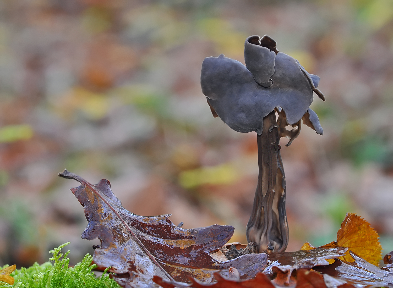 Helvella sulcata