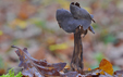 Helvella sulcata