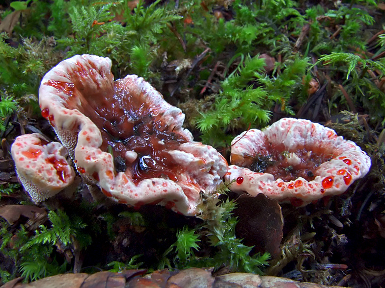 Hydnellum ferrugineum