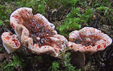 Hydnellum ferrugineum