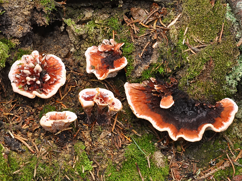 Hydnellum peckii