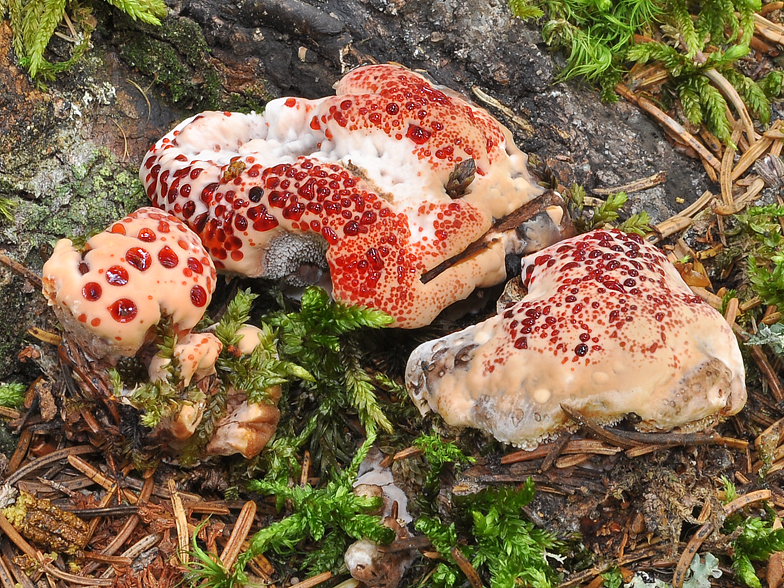 Hydnellum peckii