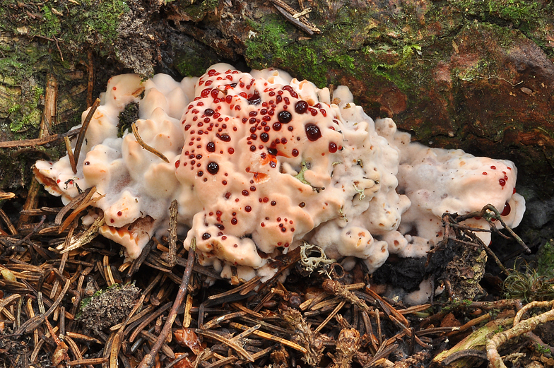 Hydnellum peckii