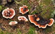 Hydnellum peckii