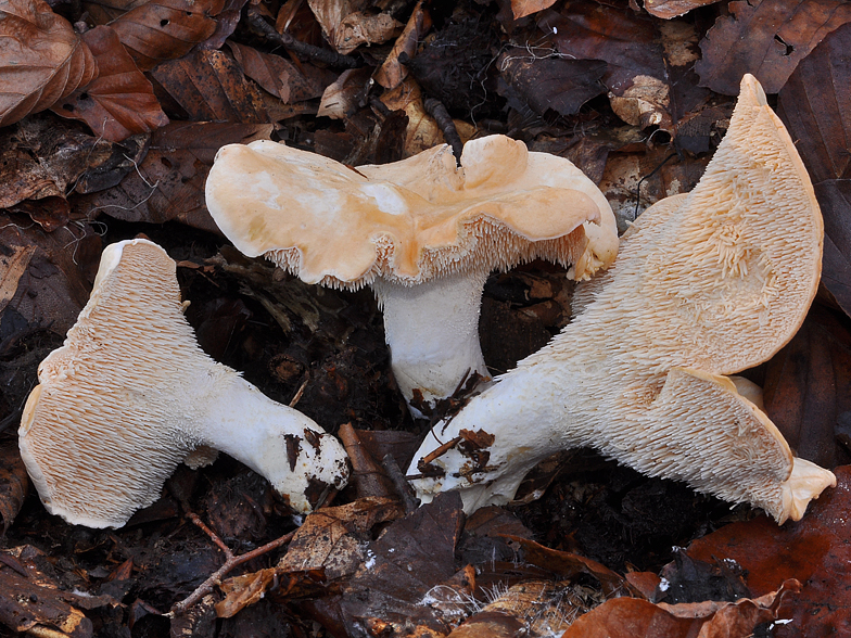 Hydnum repandum