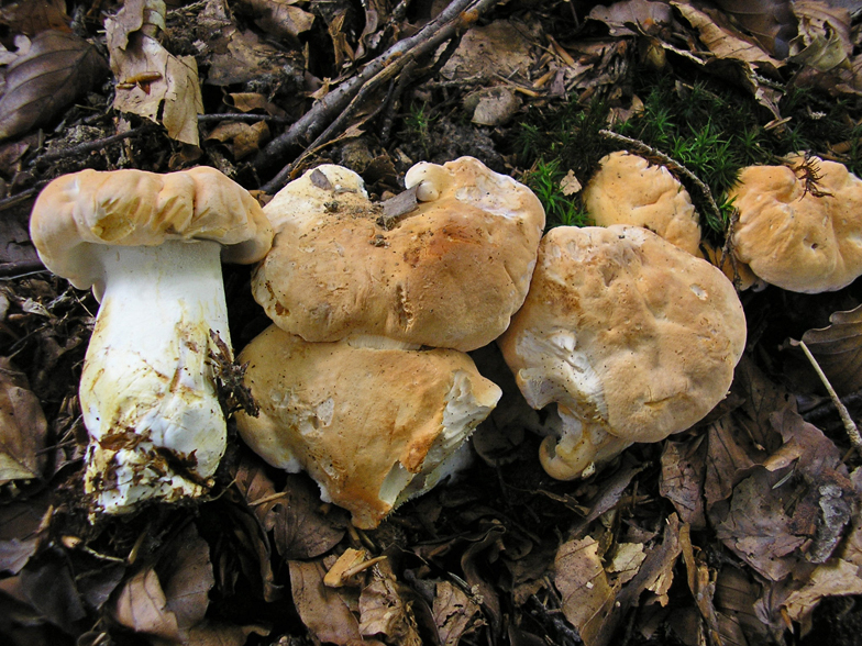 Hydnum repandum