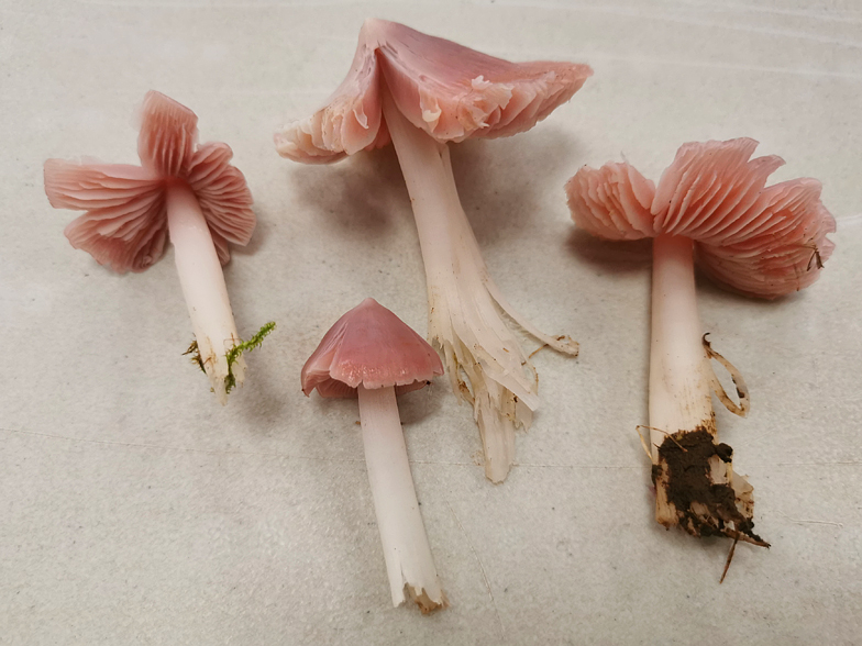 Hygrocybe caliptriformis