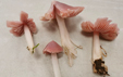 Hygrocybe caliptriformis