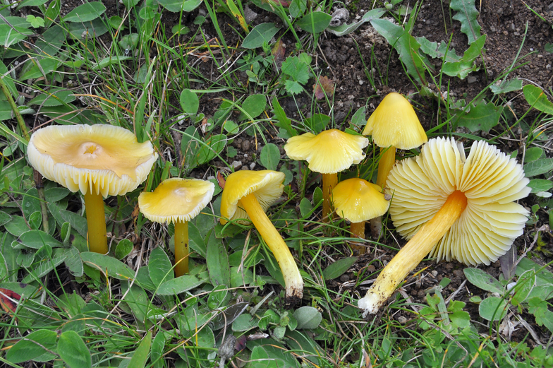 Hygrocybe chlorophana