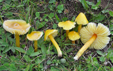 Hygrocybe chlorophana