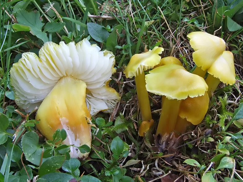 Hygrocybe citrinovirens