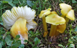 Hygrocybe citrinovirens