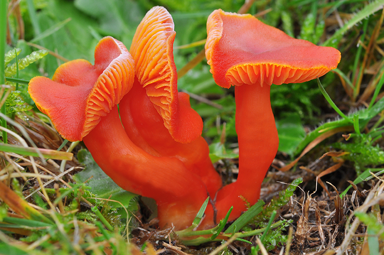 Hygrocybe coccinea