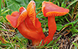 Hygrocybe coccinea