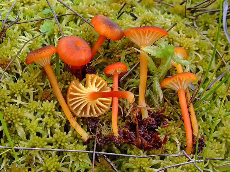 Hygrocybe coccineocrenata