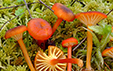 Hygrocybe coccineocrenata