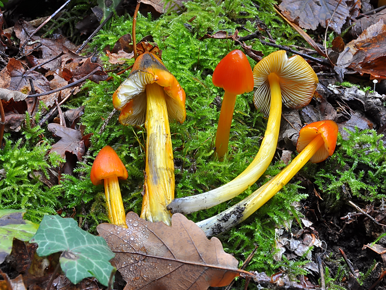 Hygrocybe conica