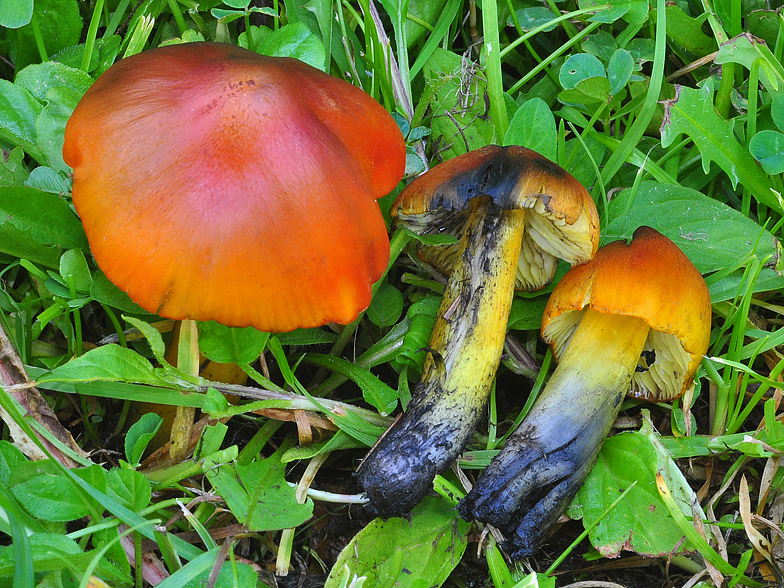 Hygrocybe conica