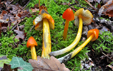 Hygrocybe conica