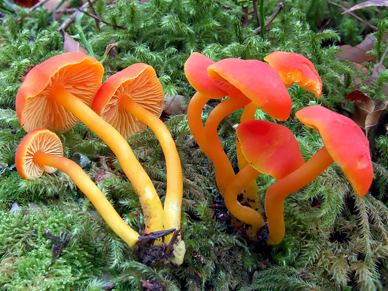 Hygrocybe insipida