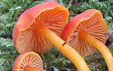 Hygrocybe insipida