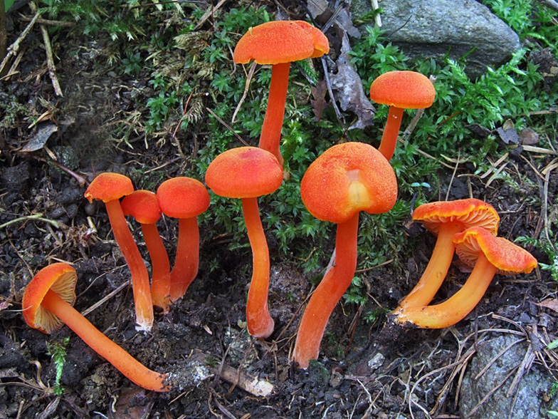 Hygrocybe miniata