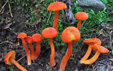 Hygrocybe miniata