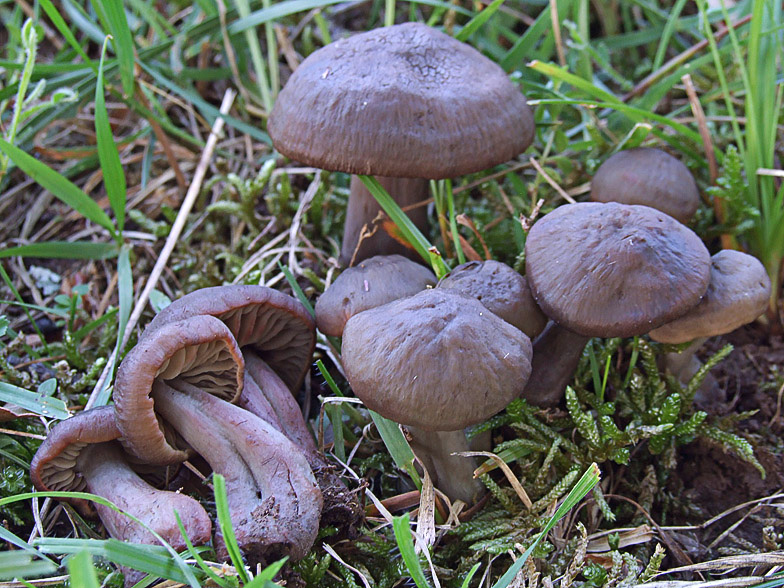 Hygrocybe ovina