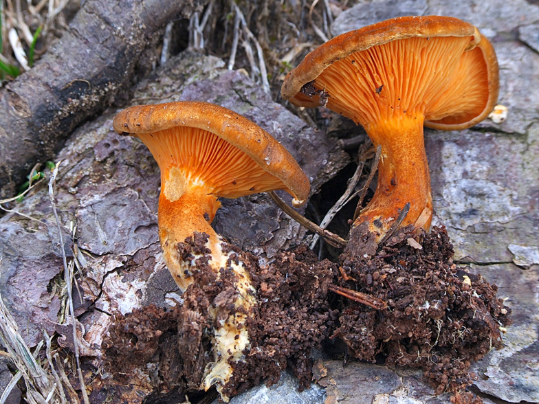 Hygrophoropsis aurantiaca var. rufa