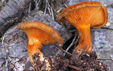 Hygrophoropsis aurantica var. rufa