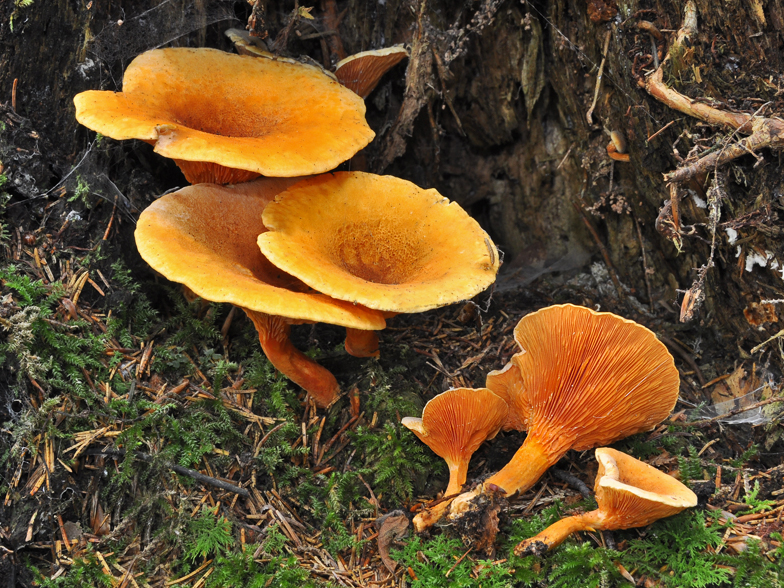 Hygrophoropsis fuscosquamula