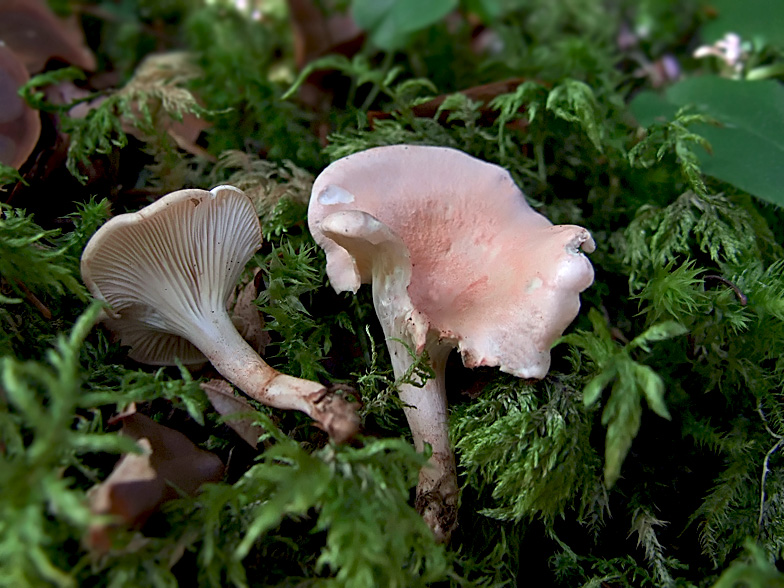 Hygrophoropsis morganii