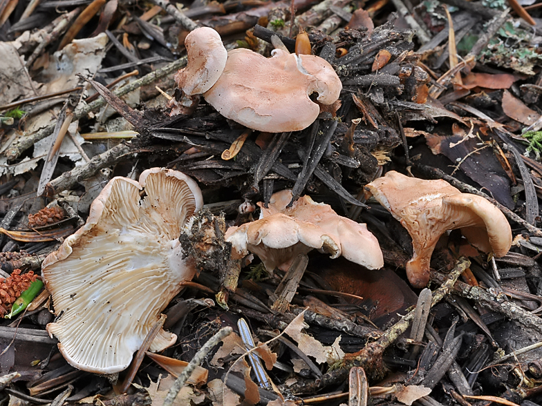 Hygrophoropsis morganii