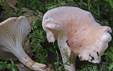 Hygrophoropsis morganii