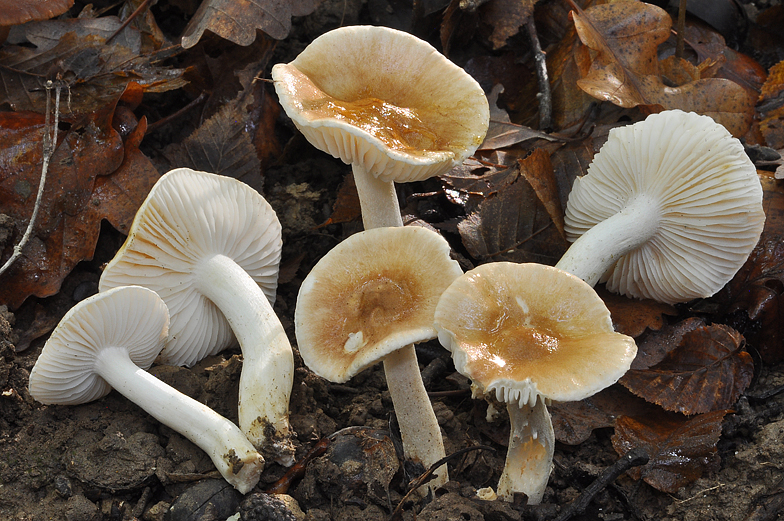 Hygrophorus arbustivus