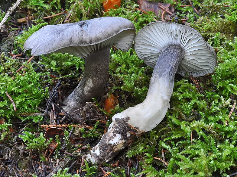 Hygrophorus atramentosus