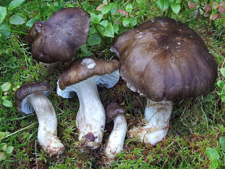 Hygrophorus camarophyllus