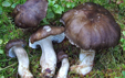 Hygrophorus camarophyllus