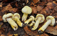 Hygrophorus chrysodon