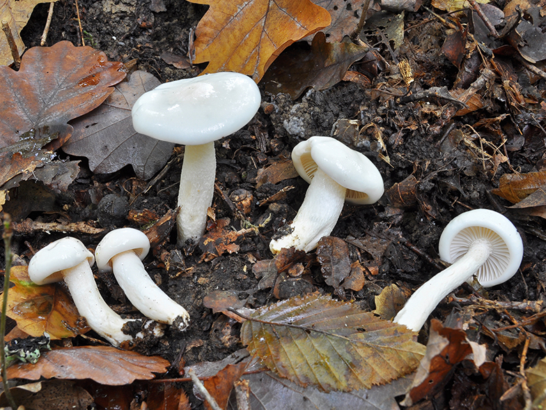 Hygrophorus eburneus