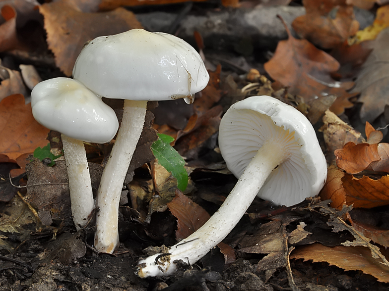 Hygrophorus eburneus