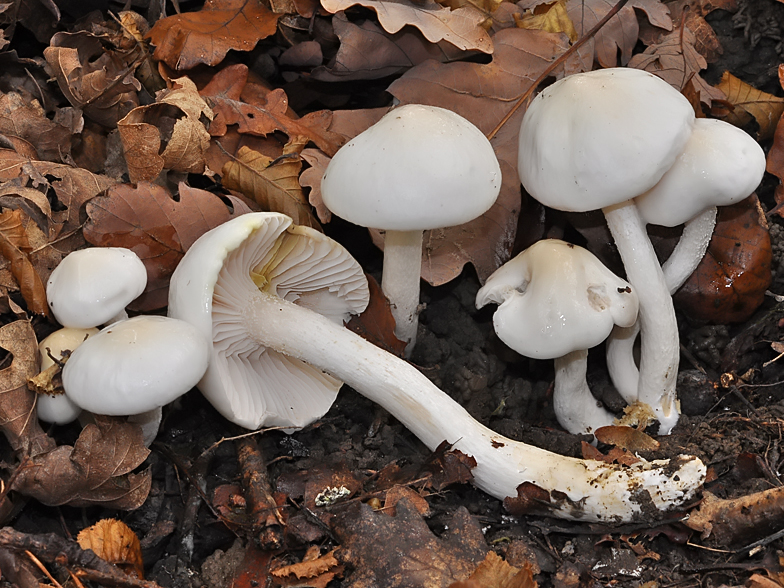 Hygrophorus eburneus