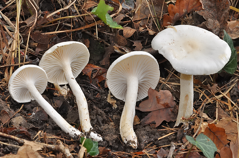 Hygrophorus eburneus