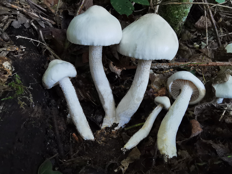 Hygrophorus eburneus