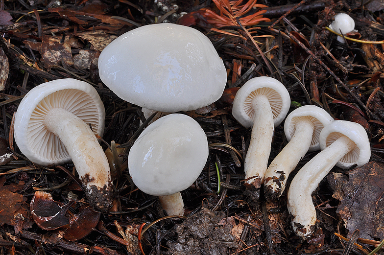 Hygrophorus eburneus