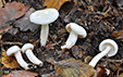 Hygrophorus eburneus