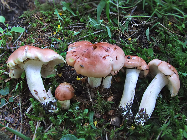 Hygrophorus erubescens