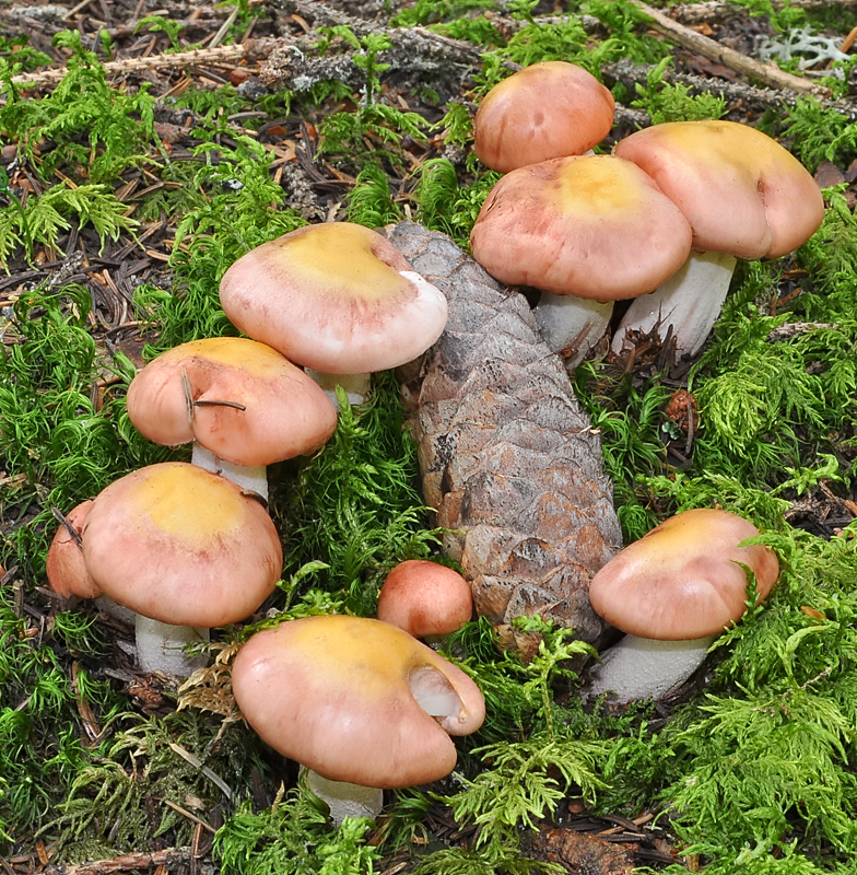 Hygrophorus erubescens