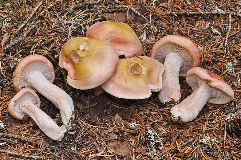 Hygrophorus erubescens